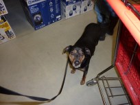 Image result for images of dog welcome signs in home depot